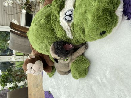 Französische Bulldogge