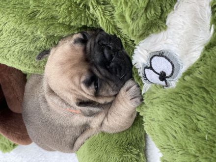 Französische Bulldogge