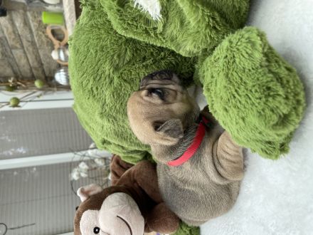 Französische Bulldogge