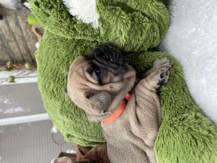 Französische Bulldogge