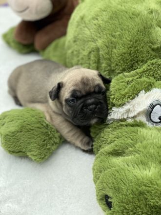 Französische Bulldogge