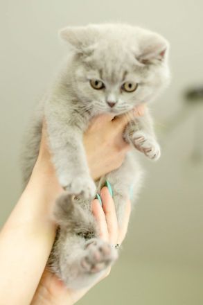 Bkh Kitten bald abgabebereit