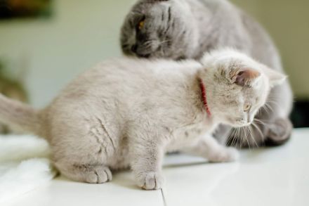 Bkh Kitten bald abgabebereit