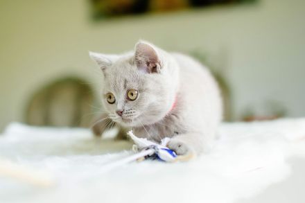 Bkh Kitten bald abgabebereit