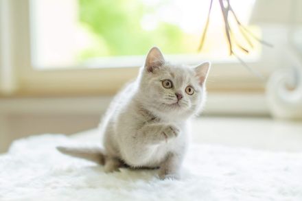 Bkh Kitten bald abgabebereit