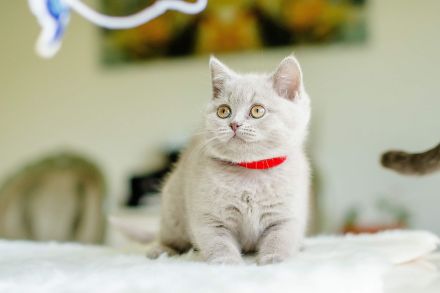 Bkh Kitten bald abgabebereit