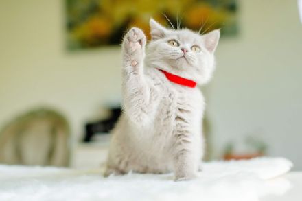 Bkh Kitten bald abgabebereit