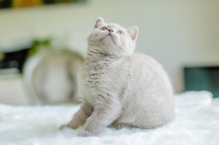 Bkh Kitten bald abgabebereit