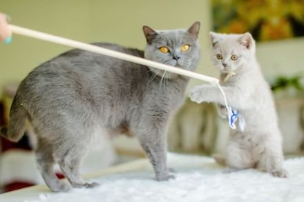 Bkh Kitten bald abgabebereit