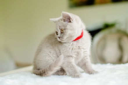 Bkh Kitten bald abgabebereit