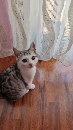 BKH Kitten Katzeneltern