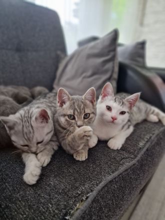 BKH Kitten Katzeneltern