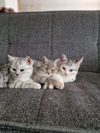 BKH Kitten Katzeneltern