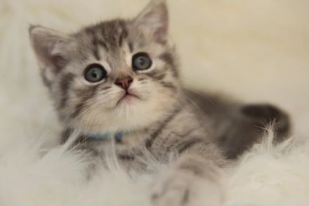 BKH Kitten Abgabebereit