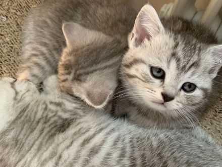 Zuckersüße BKH Kitten suchen liebevolles Zuhause