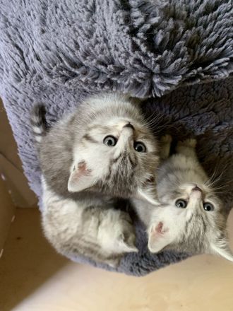 Zuckersüße BKH Kitten suchen liebevolles Zuhause