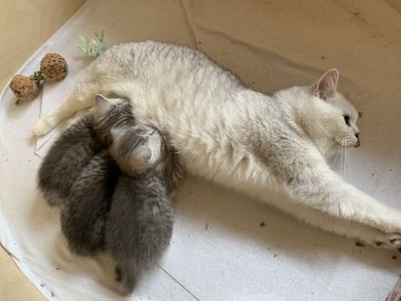 Zuckersüße BKH Kitten suchen liebevolles Zuhause