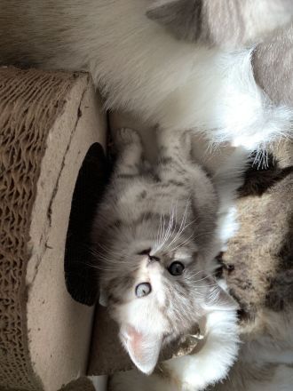 Zuckersüße BKH Kitten suchen liebevolles Zuhause