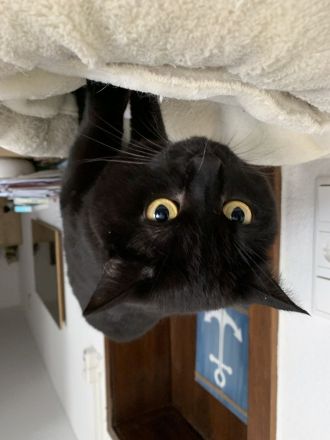 Zuckersüße BKH Kitten suchen liebevolles Zuhause