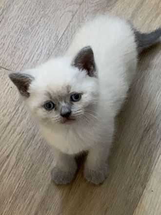 Britisch Kurzhaar Kitten