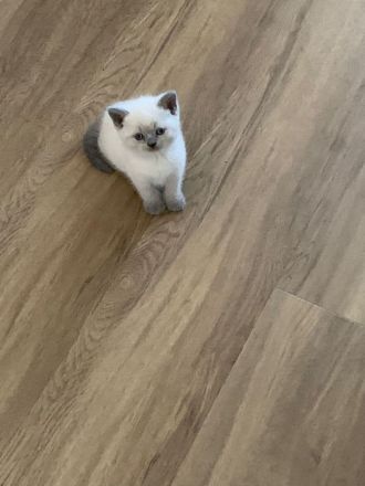 Britisch Kurzhaar Kitten