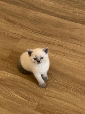 Britisch Kurzhaar Kitten