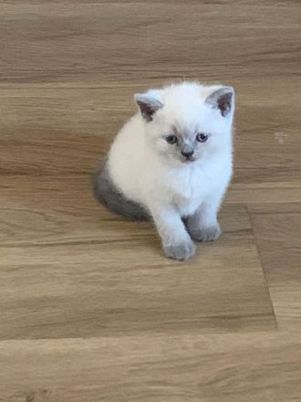 Britisch Kurzhaar Kitten