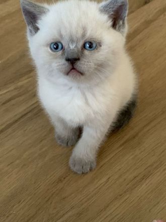 Britisch Kurzhaar Kitten
