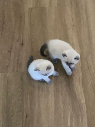 Britisch Kurzhaar Kitten