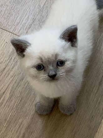 Britisch Kurzhaar Kitten