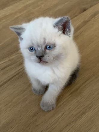 Britisch Kurzhaar Kitten