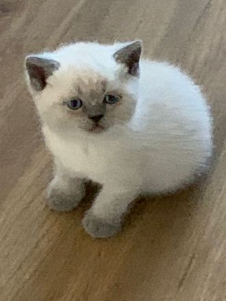 Britisch Kurzhaar Kitten