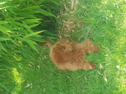 Toypudel Welpen aus seriöser Angemeldeter liebhaberzucht