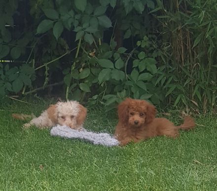 Toypudel Welpen aus seriöser Angemeldeter liebhaberzucht