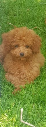 Toypudel Welpen aus seriöser Angemeldeter liebhaberzucht