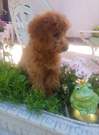 Toypudel Welpen aus seriöser Angemeldeter liebhaberzucht