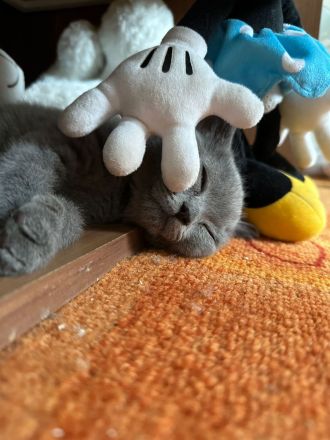 Bkh kitten abgabebereit