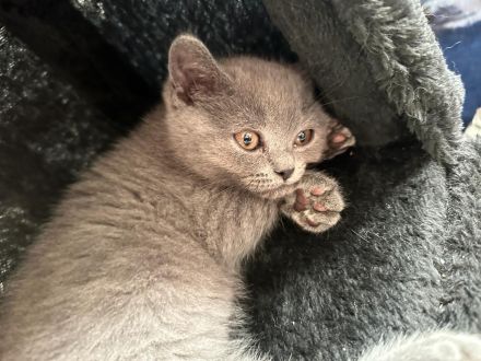 Bkh kitten abgabebereit