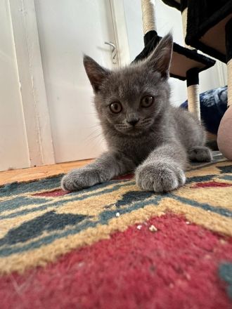 Bkh kitten abgabebereit