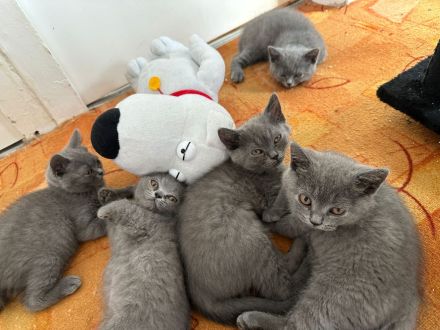 Bkh kitten abgabebereit