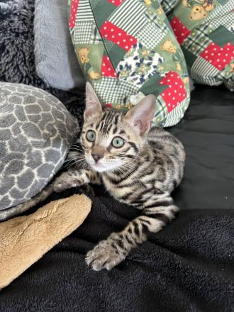 Flora Bengal Kitten Mädchen