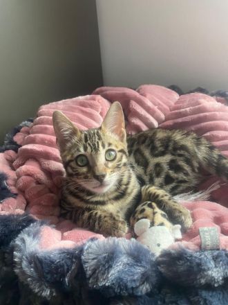 Flora Bengal Kitten Mädchen