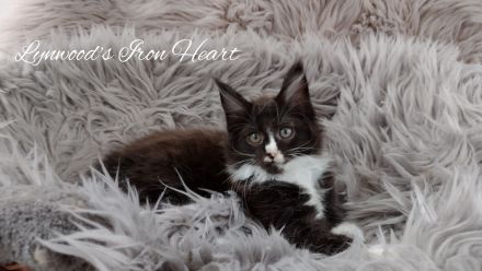 Wunderschöne reinrassige Maine Coon Kitten