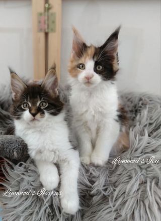 Wunderschöne reinrassige Maine Coon Kitten