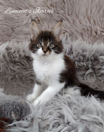 Wunderschöne reinrassige Maine Coon Kitten