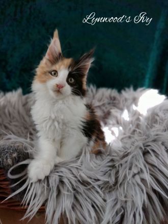 Wunderschöne reinrassige Maine Coon Kitten