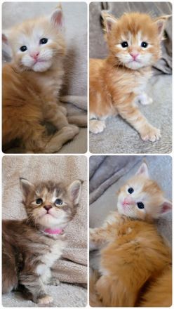 Maine Coon Kitten Katzenbaby Sachsen-Anhalt Halle Saale red-silver-tabby rot Kater