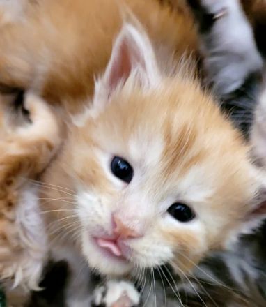 Maine Coon Kitten Katzenbaby Sachsen-Anhalt Halle Saale red-silver-tabby rot Kater