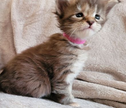 Maine Coon Kitten Katzenbaby Sachsen-Anhalt Halle Saale red-silver-tabby rot Kater