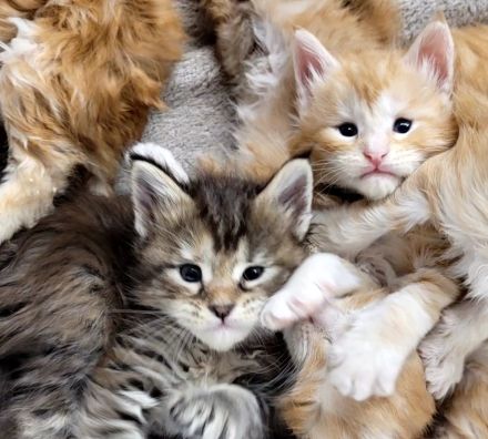 Maine Coon Kitten Katzenbaby Sachsen-Anhalt Halle Saale red-silver-tabby rot Kater